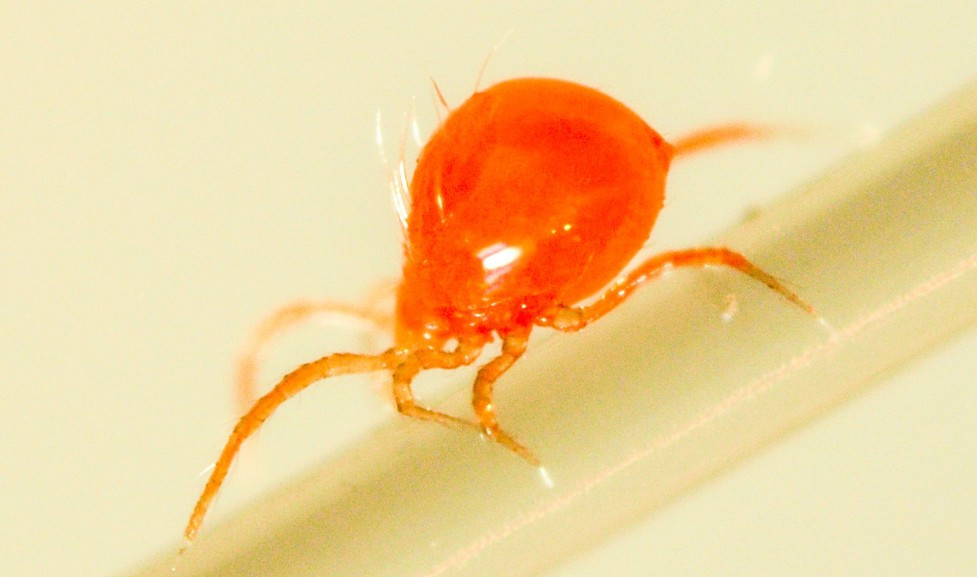 Spidex Vital Bottle (Phytoseiulus persimilis) — Predatory Mite for Spider Mite Control