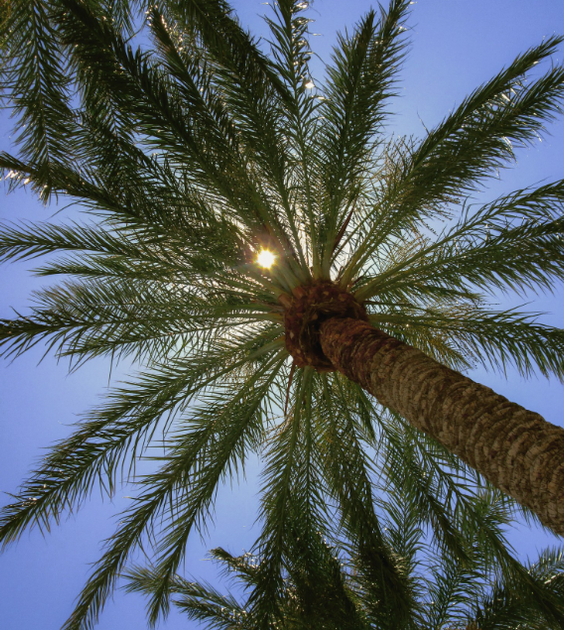How Heat Stress Doubles Your Pest Pressure During Summer