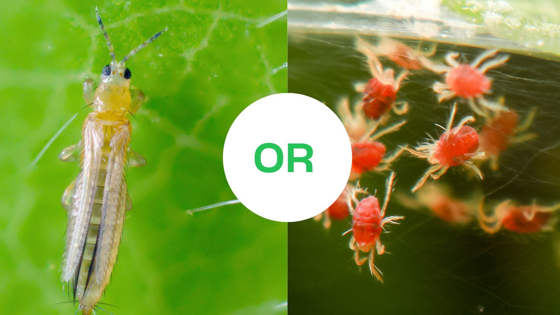 How to tell between Thrips and Mites: A Diagnostic Guide