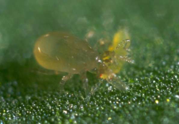 Thripex Bottles (Neoseiulus cucumeris) — Predatory Mite for Thrips and Mite Control