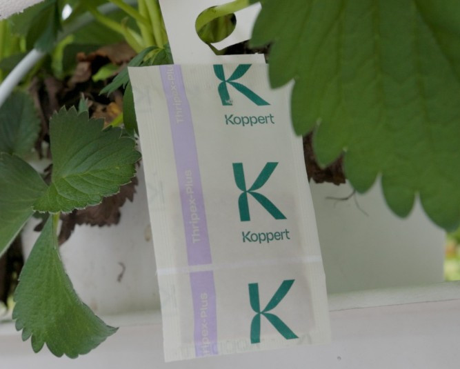 Thripex Plus Sachets (Neoseiulus cucumeris) — Predatory Mite for Thrips and Mite Control