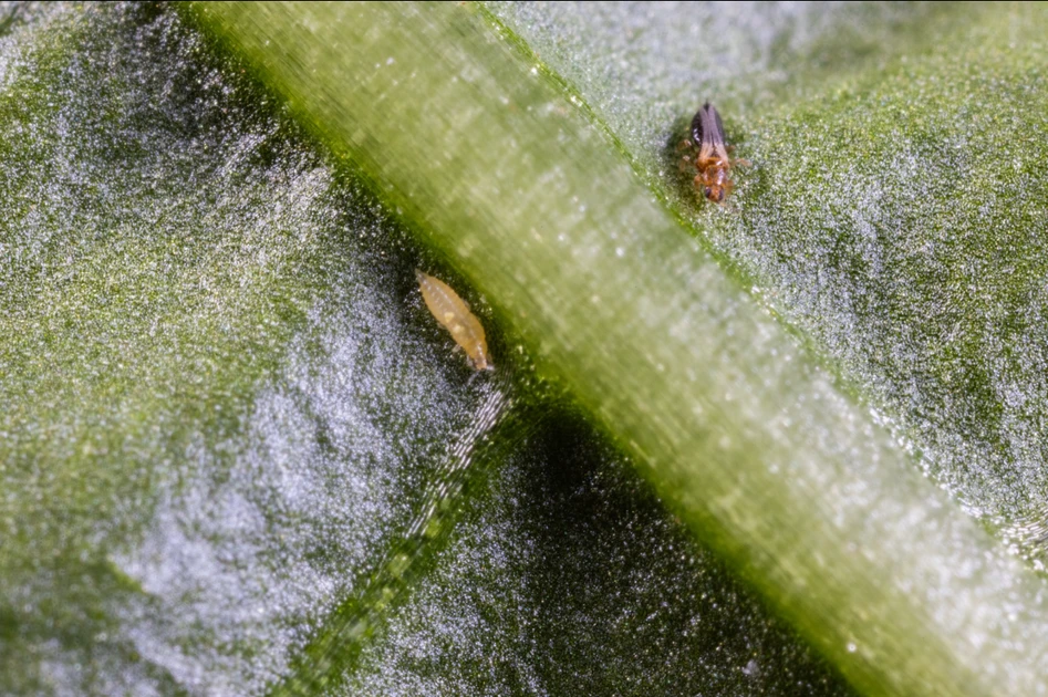 Why Thrips on Cannabis Are Difficult to Control