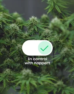 Late-Season Mites and Aphids on Outdoor Cannabis