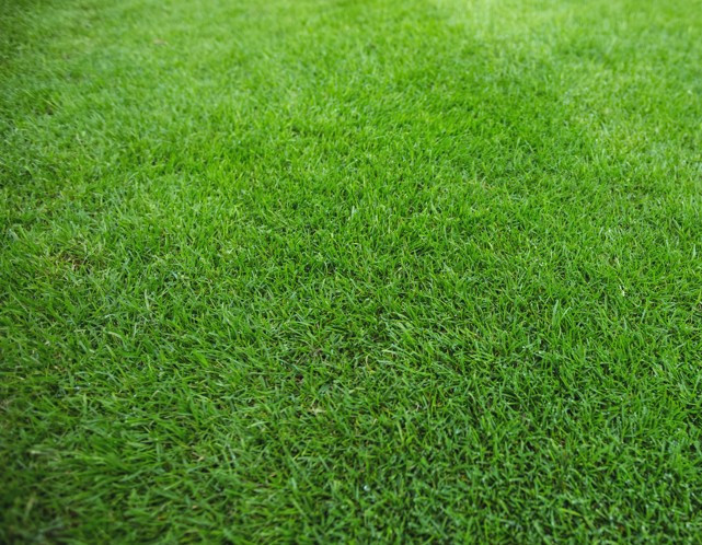 Turf Built to Withstand Pressure: Strengthening Grass Through Biology and Nutrition