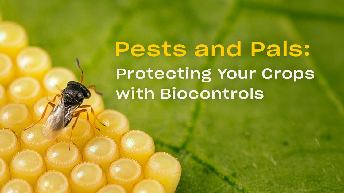 Pests and Pals Webinar: Protecting Your Crops with Biocontrols