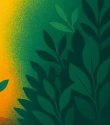 Whitefly Pressure Begins to Shift as Late Spring Conditions Settle