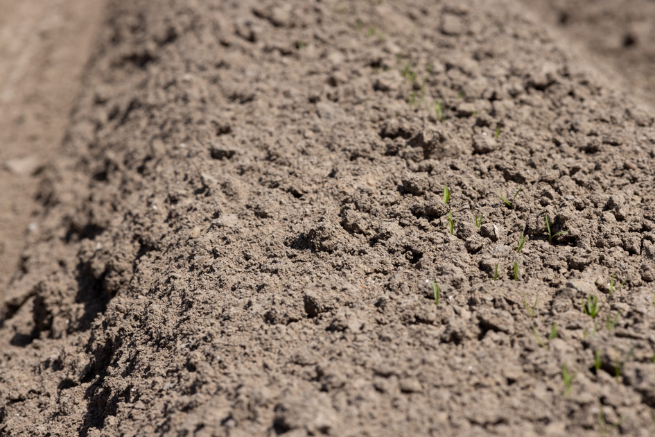 February and Thrips: What Changes in Reproduction and Why It Matters