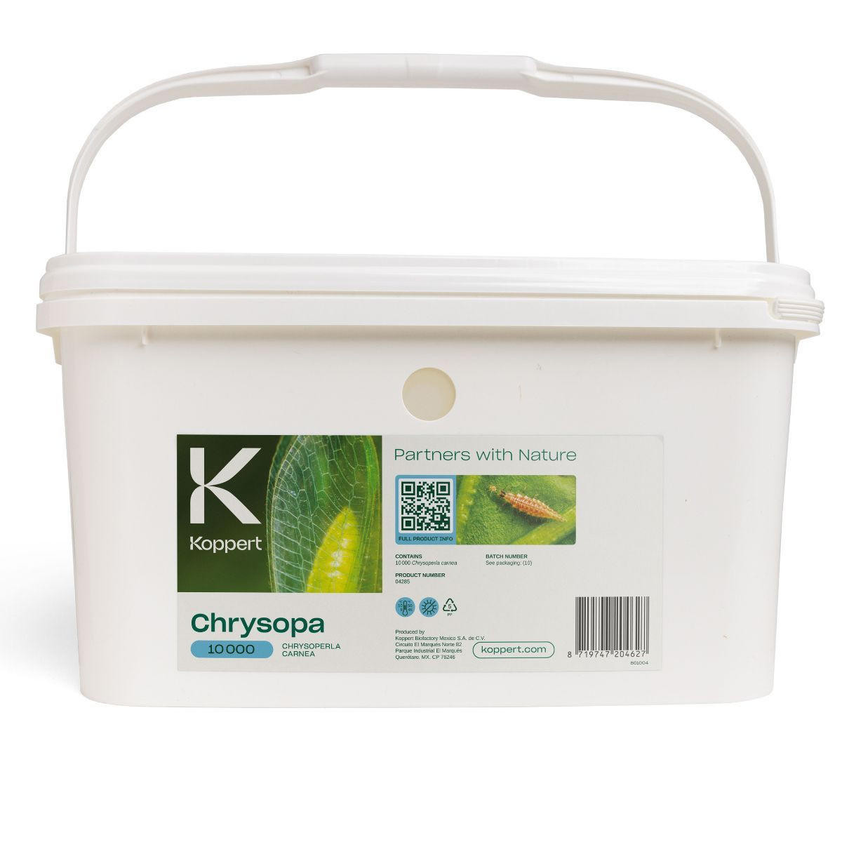 Chrysopa – Lacewing larvae for Aphid Control