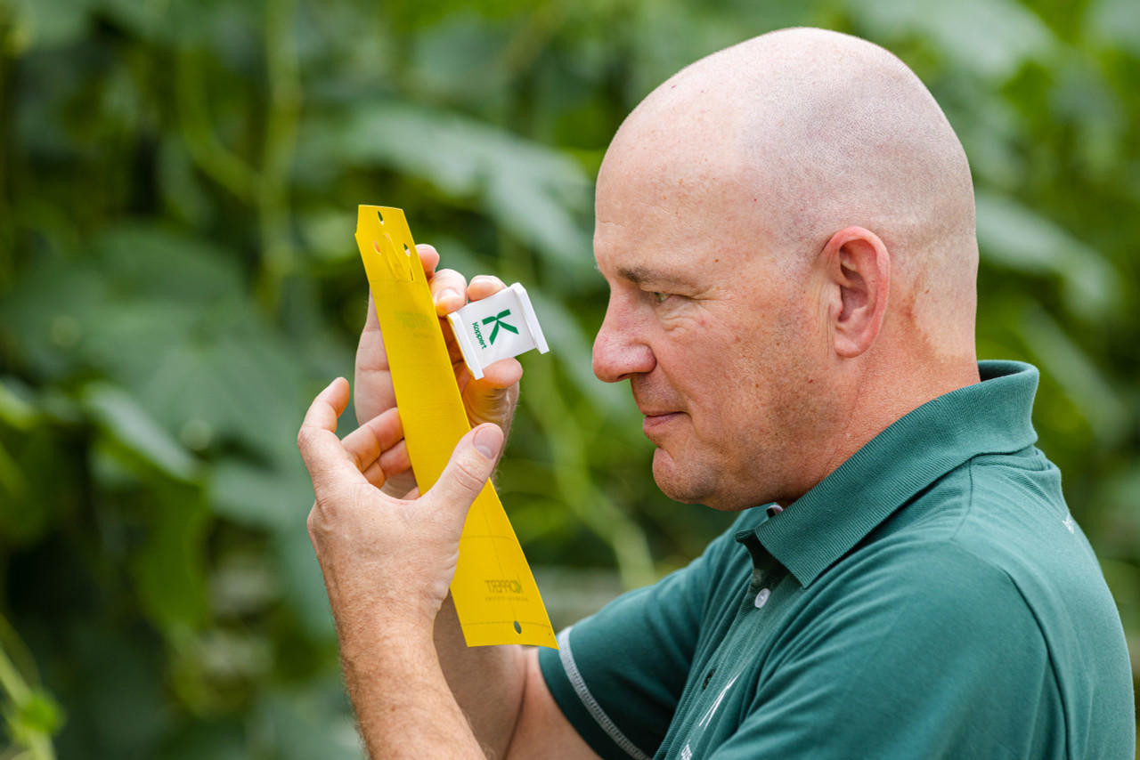 Horiver Sticky Traps – Yellow - Monitoring & Trapping