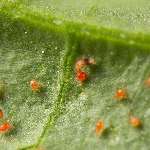 イミダペプチド Spidex Vital PLUS – Predatory Mite for Spider Mite Control