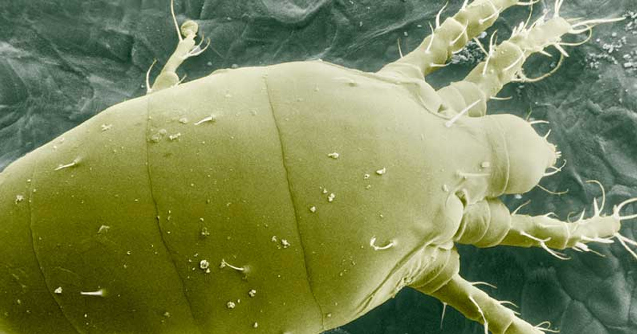 Target pests: Aphids, Whitefly, Leafminer, Mites The Green