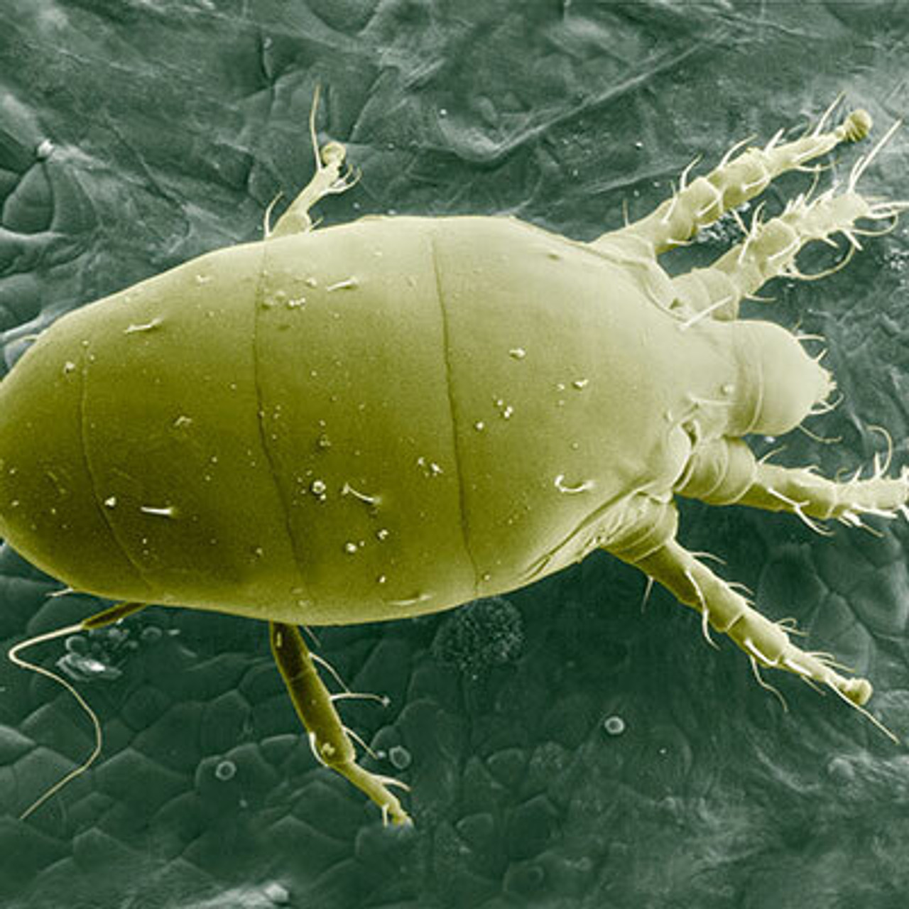 Broad Mites Broad Mites
