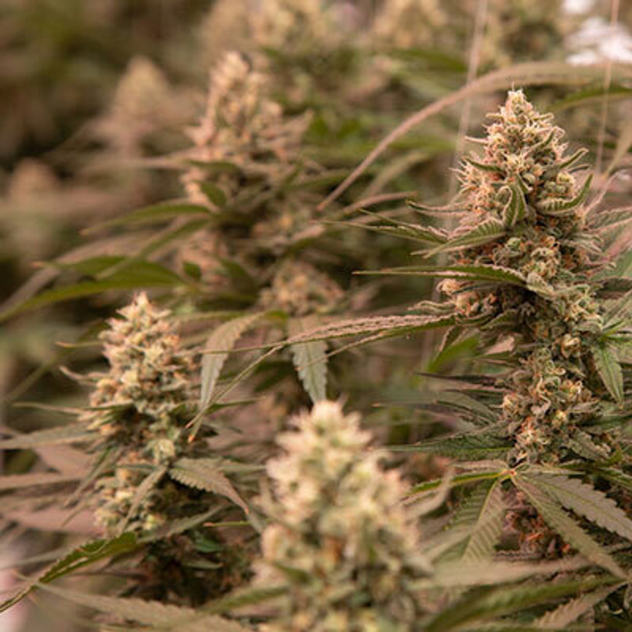 Cannabis Cannabis