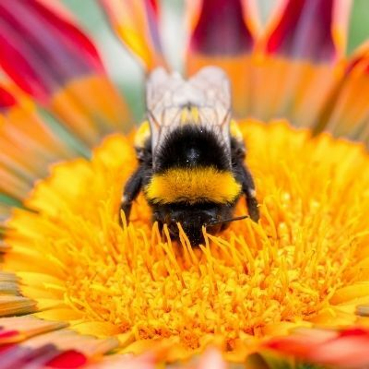Pollination Pollination