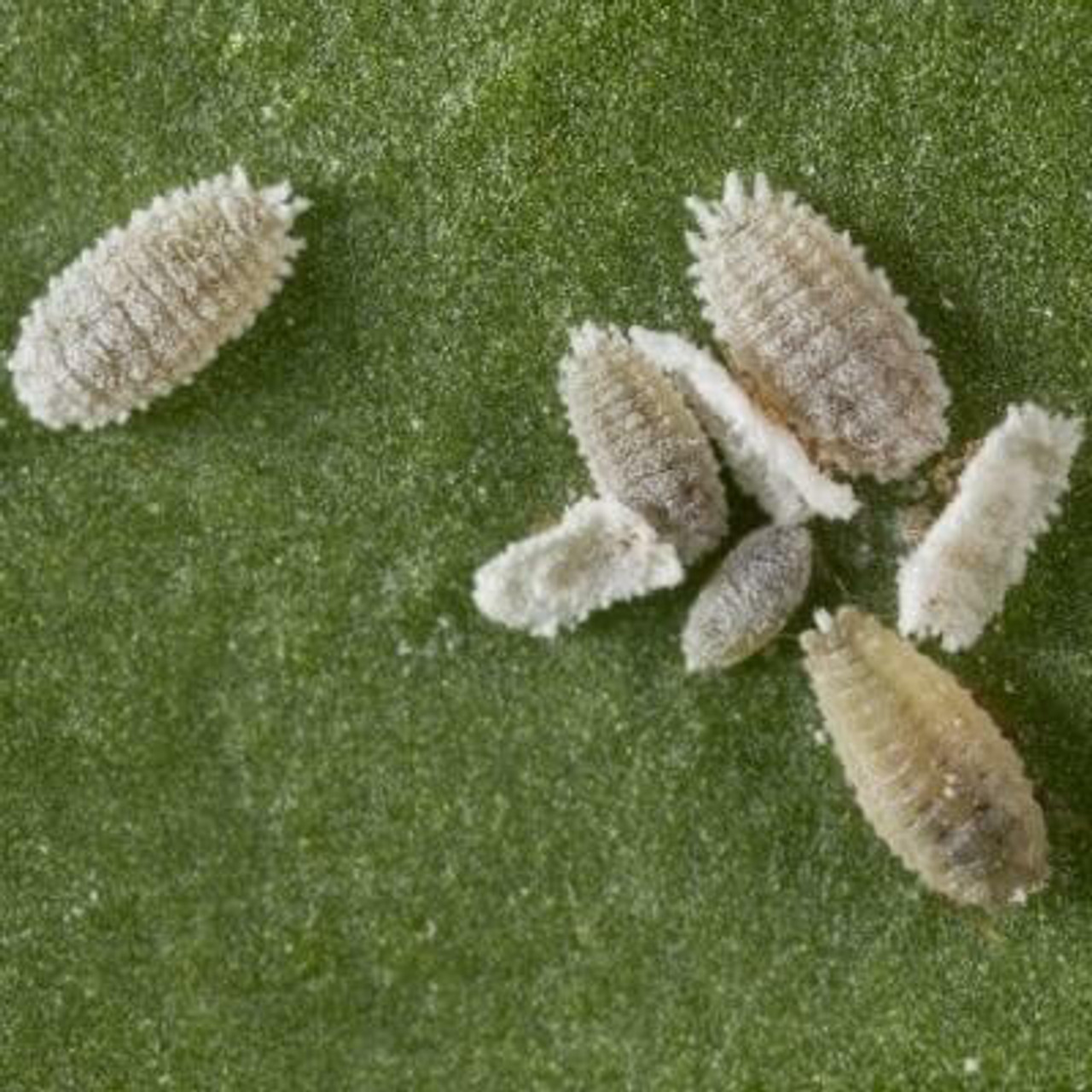 Mealybugs and Scale Mealybugs and Scale