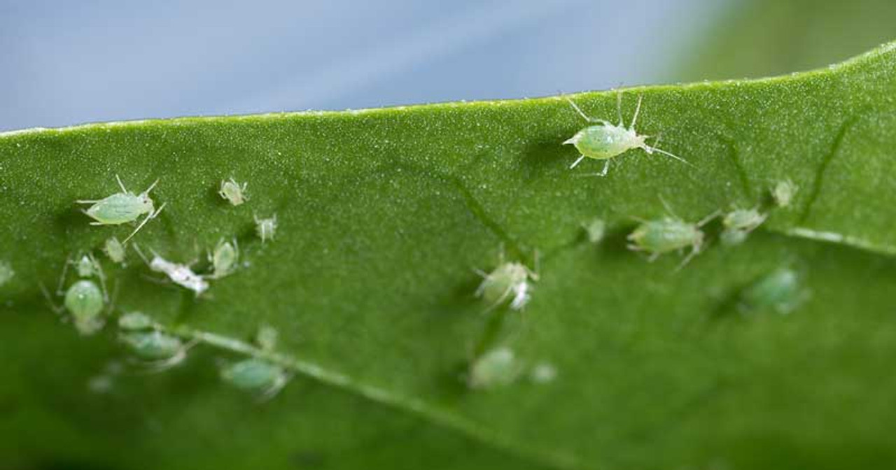 Issues in Aphid Biology: Honeydew