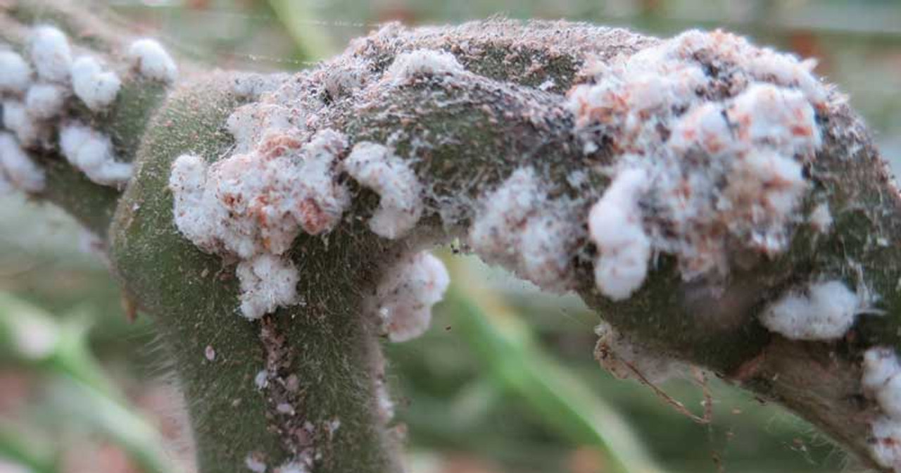 Mealybugs and Scale