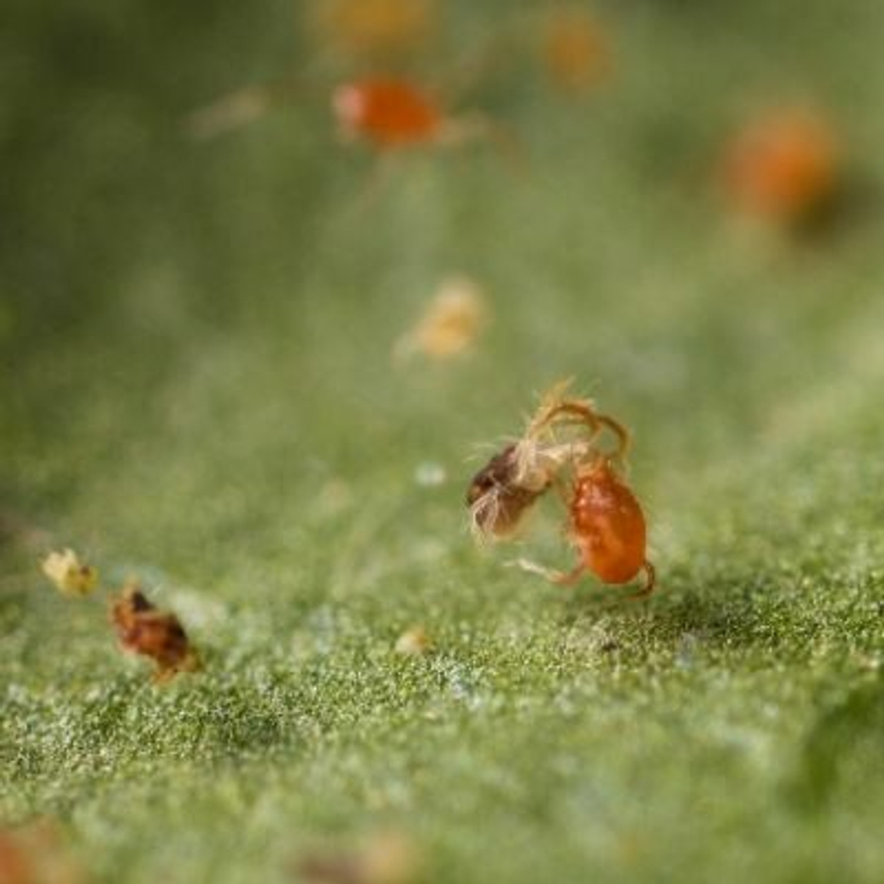 Predators & Parasites Predators & Parasites