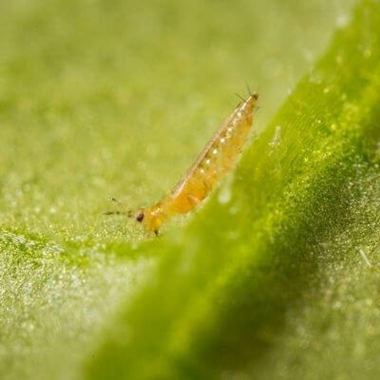 Thrips Thrips