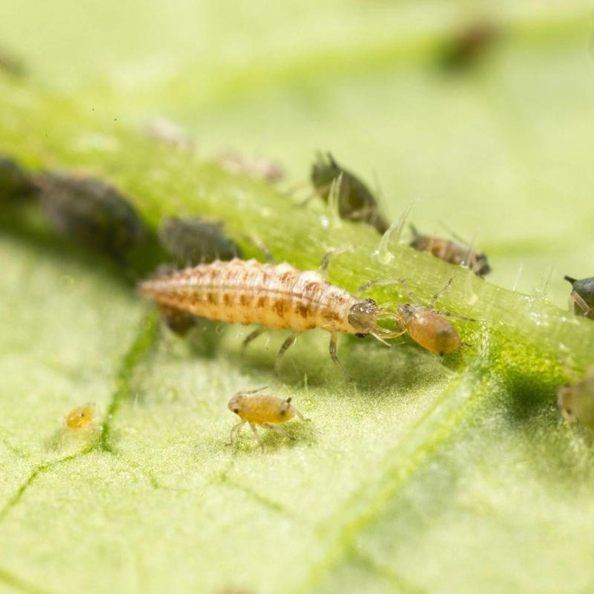 Chrysopa – Lacewing larvae for Aphid Control