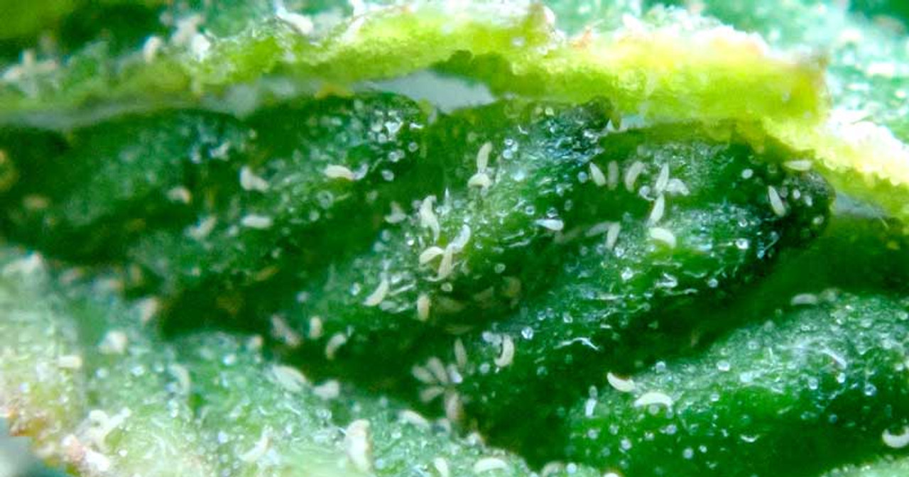 Hemp Russet Mites