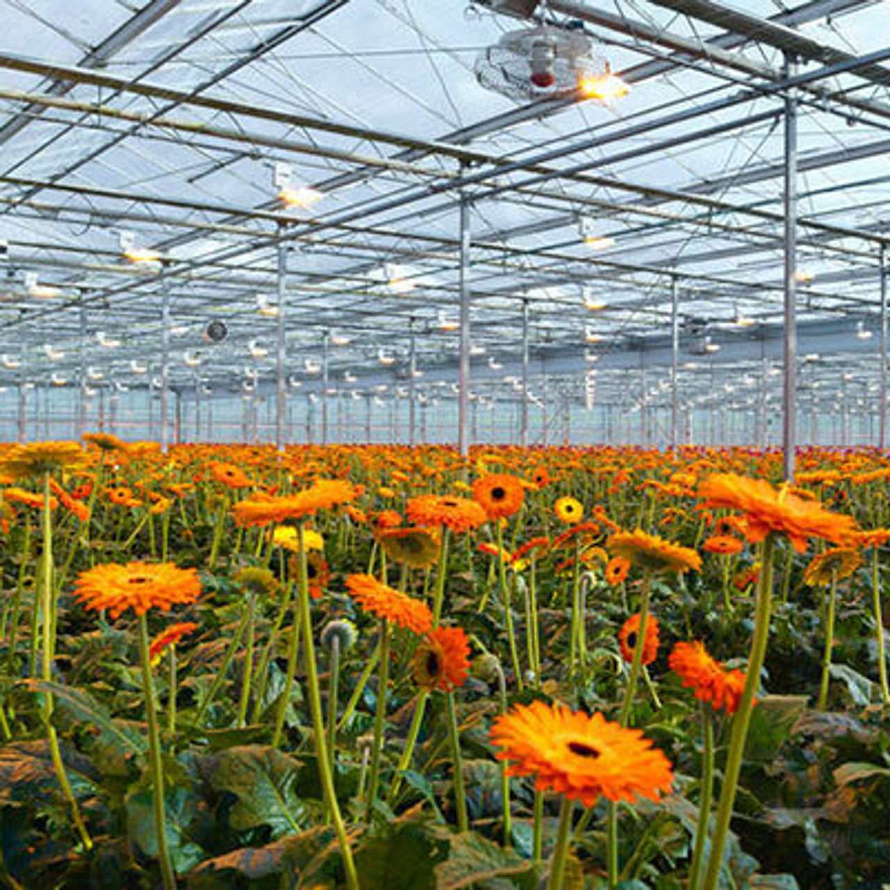 Ornamentals Ornamentals