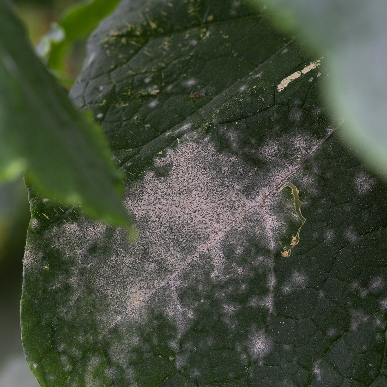 Powdery mildew Powdery mildew