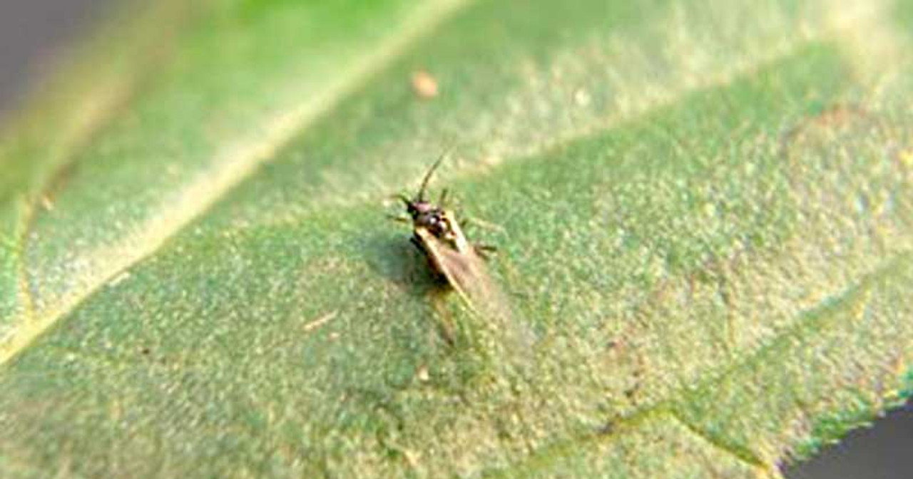 root aphids or fungus gnats