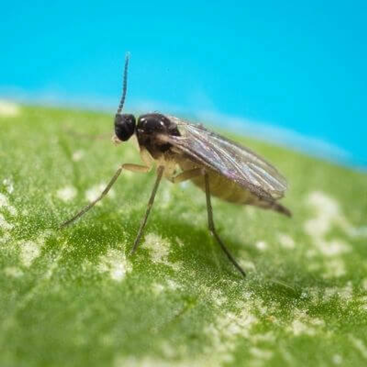 Flies Flies