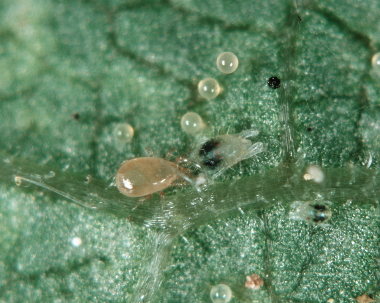 Additional Cannabis Pests