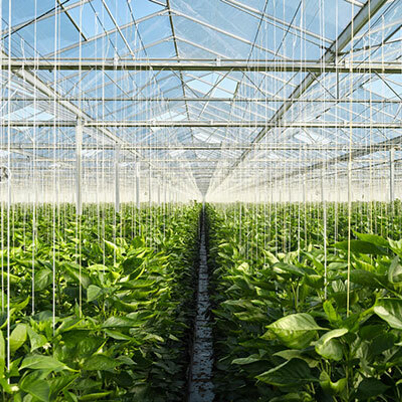 Greenhouse Vegetables Greenhouse Vegetables
