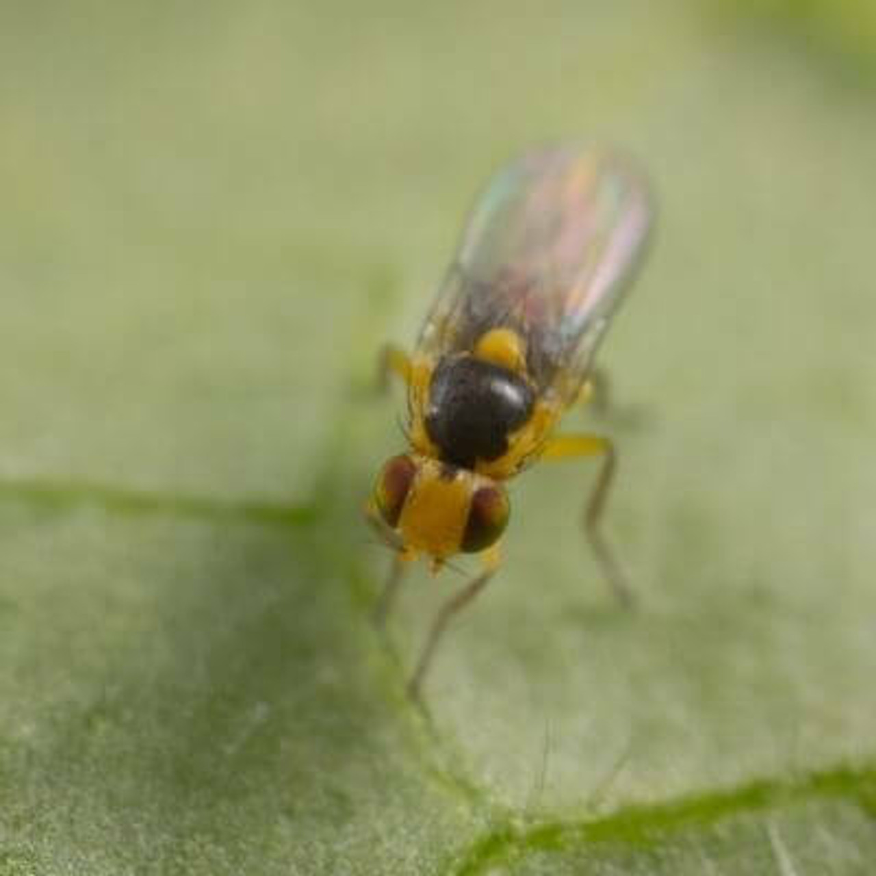 LeafMiner LeafMiner
