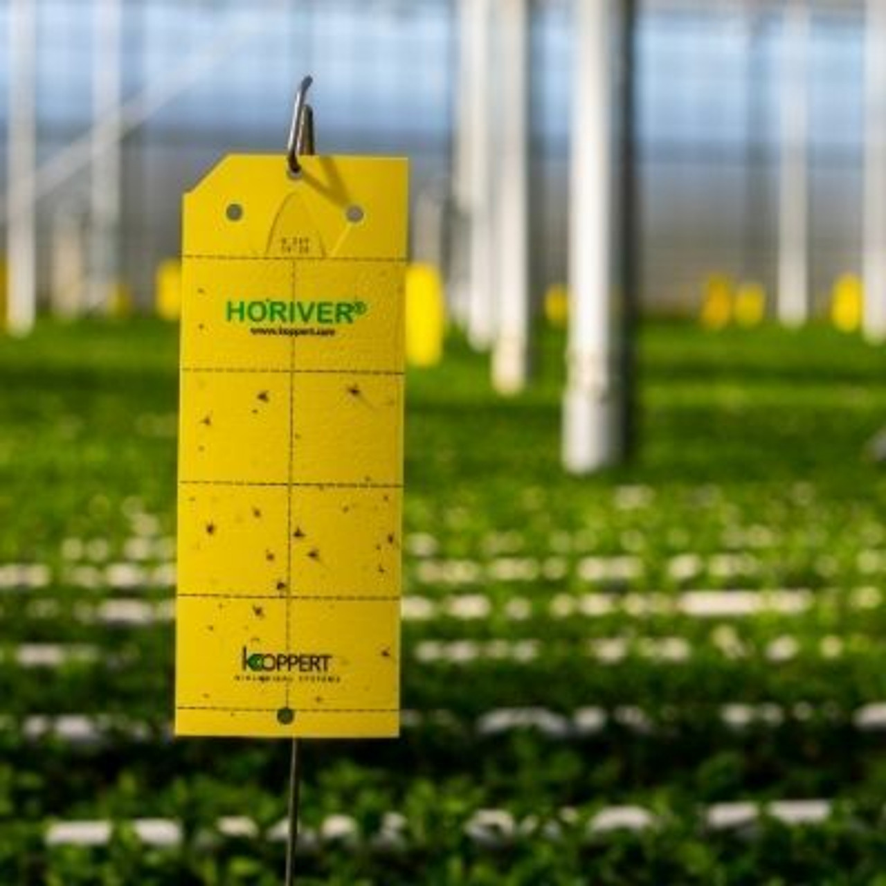 Traps & Application Products Traps & Application Products