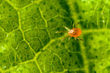 Spidex - The Spider Mite Specialist