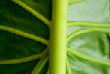 Natural Enemies at the International Aroid Society Tropical Plant Expo