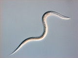 How to Apply Beneficial Nematodes for Maximum Success