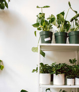 Beneficial Insects for Houseplants