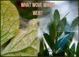 Spider Mite Webbing vs. Spider Webs: What’s Haunting Your Plants?