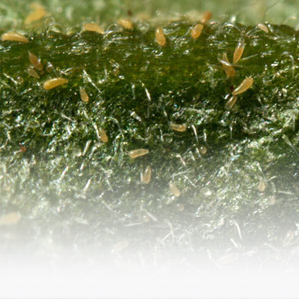 Natural Enemies Biocontrol