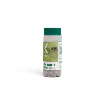 Thripor Bottle 1,000 count - Orius insidiosus Natural Enemies Organic Chemical-Free Pest Control, Natural Spider Mites, Leafhopper, Thrips Control.