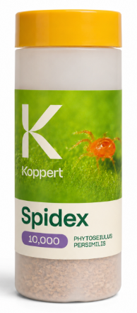Spidex
