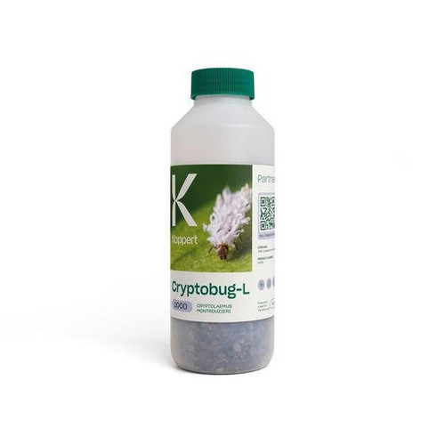 Chrysopa – Lacewing larvae for Aphid Control