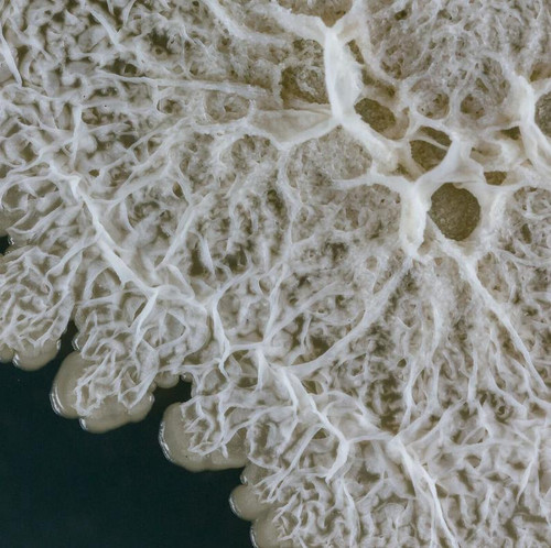 Bacilirid microscope view, a beneficial bacterium for the prevention, control, or suppression of soil and foliar diseases