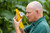 Yellow Horiver - 25 Packs (10 Sticky Traps Per Pack) 9.84" x 3.94" (25cm x 10cm) Natural Enemies Organic Chemical-Free Pest Control, Natural Fungus Gnats, Thrips, White Fly, LeafMiner Control.