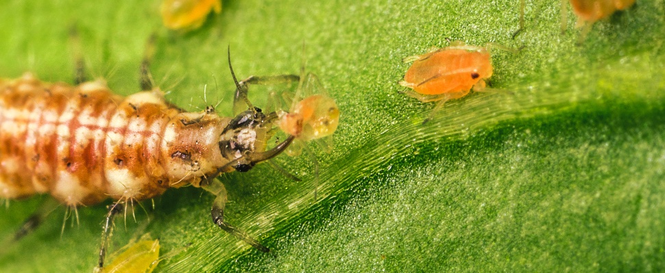 Insect pest control