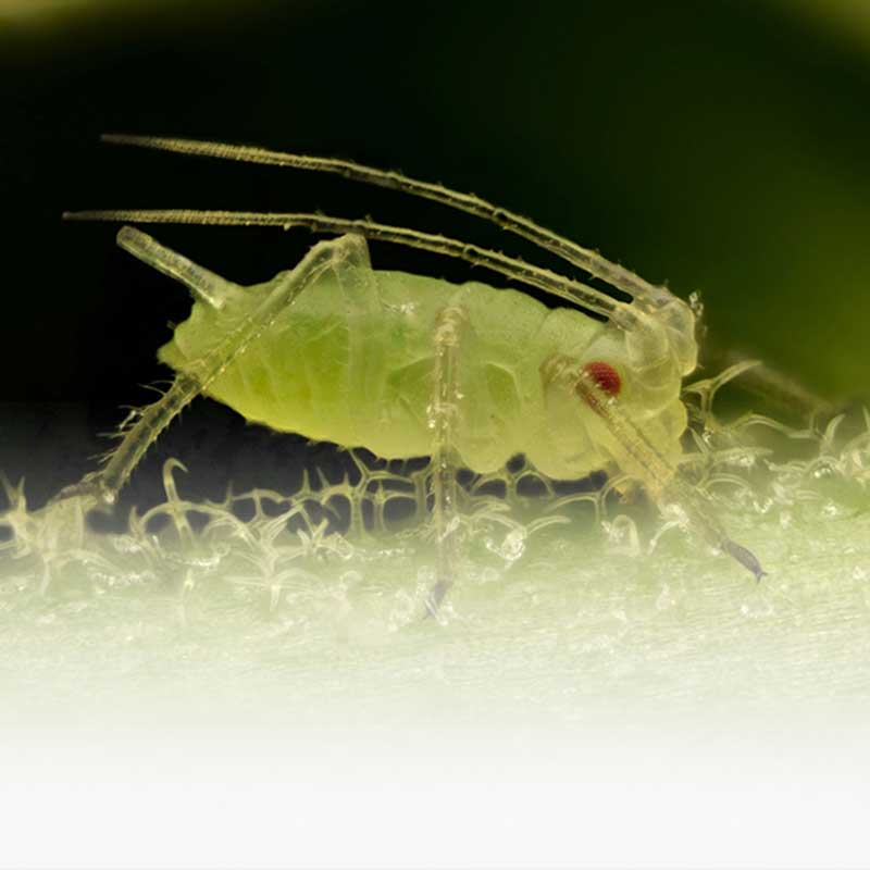 Pest Aphids