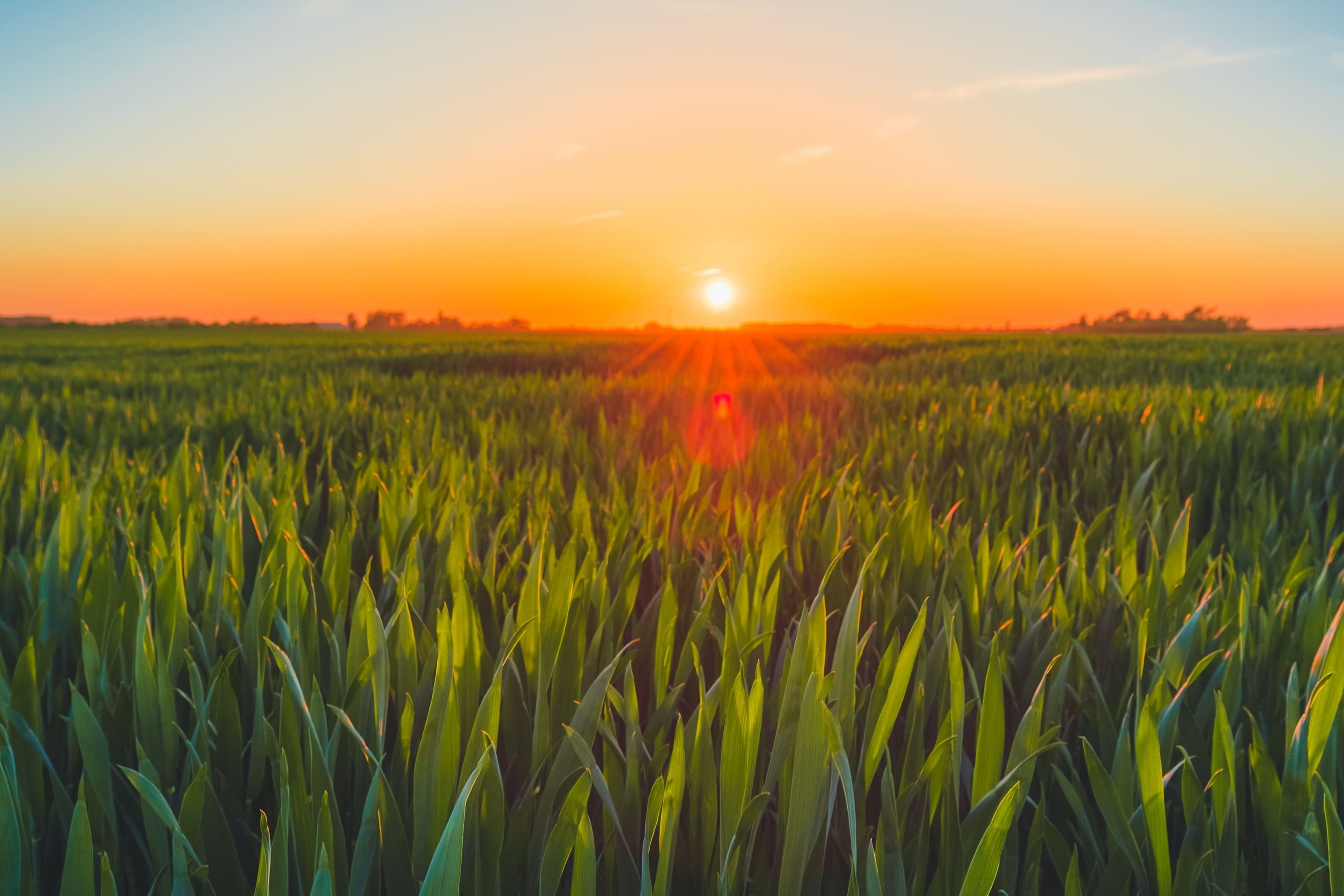 January Biocontrol - Seasonal Tips