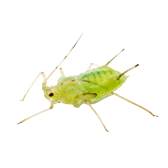 Aphids