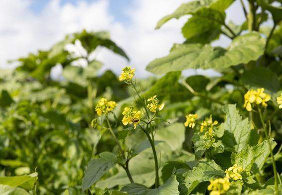 Whitefly on Summer Vegetables: What Is Actually Happening and How Biological Control Responds