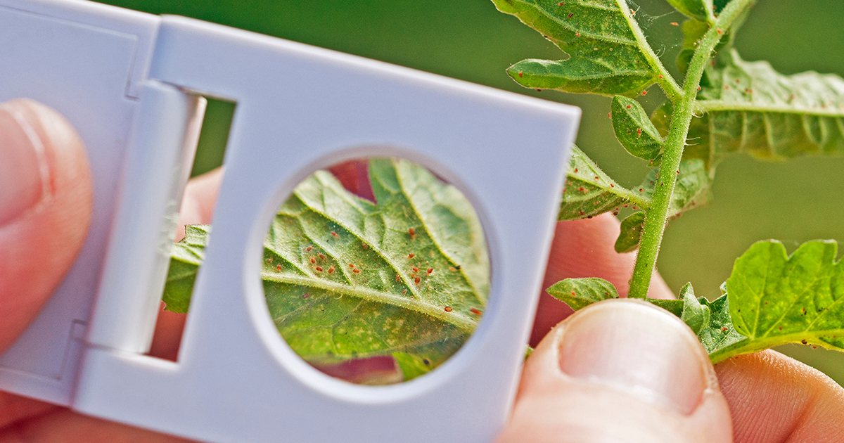 by Pest Natural Enemies Organic ChemicalFree Pest Control